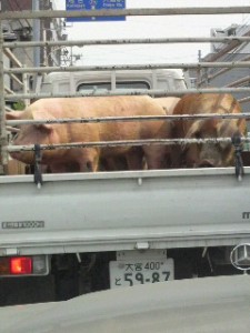 2010060714420001.jpg