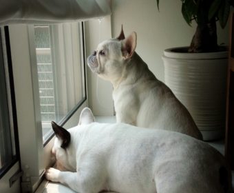 膝が痛い方、ちょっとお耳を。(2)