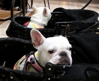 目がお疲れの方、ちょっとお耳を。(2)