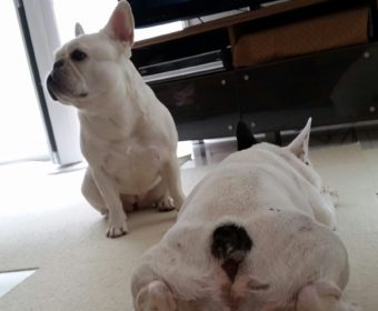 テニス肘の方、ちょっとお耳を。(1)