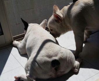 急に歯が痛みだした方、ちょっとお耳を。(2)