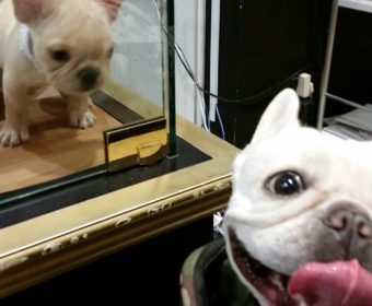 ダイエットしたい方、ちょっとお耳を。(1)