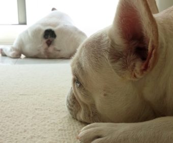 口内炎が痛い方、ちょっとお耳を。(2)