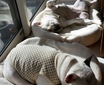 食欲減退の方、ちょっとお耳を。(1)