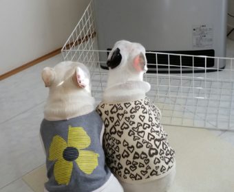 残尿感がある方、ちょっとお耳を。(1)