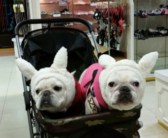 寒けがする方、ちょっとお耳を。(1)