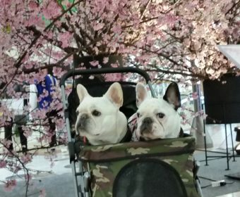 汗が出やすい方、ちょっとお耳を。(1)