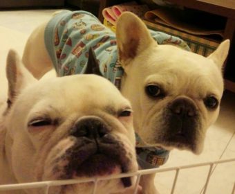 鼻づまりの方、ちょっとお耳を。(1)