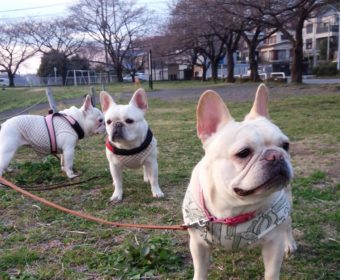 やる気が出ない方、ちょっとお耳を。(1)