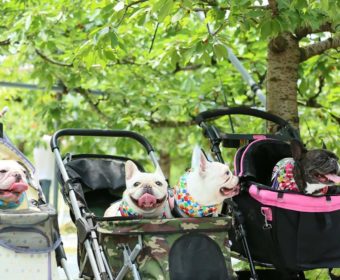 むち打ち症の方、ちょっとお耳を。(2)