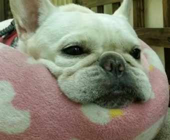 外反母趾の方、ちょっとお耳を。(1)