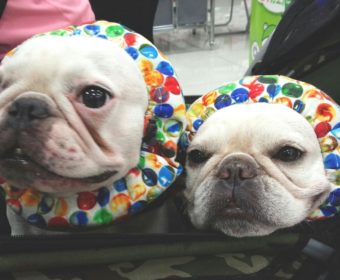 膀胱炎の方、ちょっとお耳を。(2)