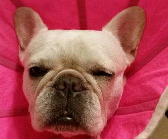 リウマチの方、ちょっとお耳を。(1)