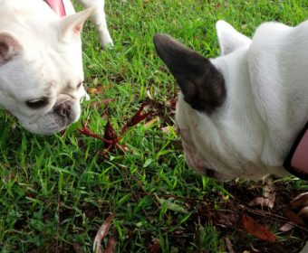 胆石症の方、ちょっとお耳を。(1)