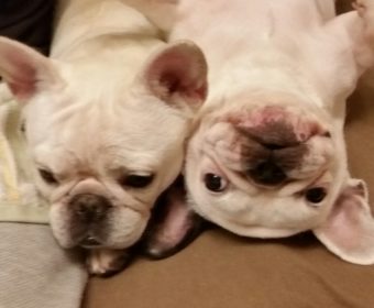 痛風の方、ちょっとお耳を。(1)