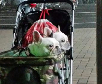 体力減退の方、ちょっとお耳を。(1)